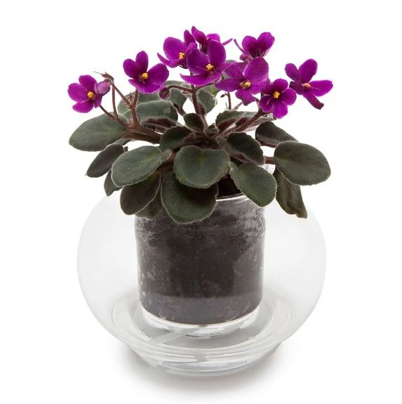 Cup O Flora Small Self-watering Pot