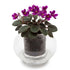 Cup O Flora Small Self-watering Pot