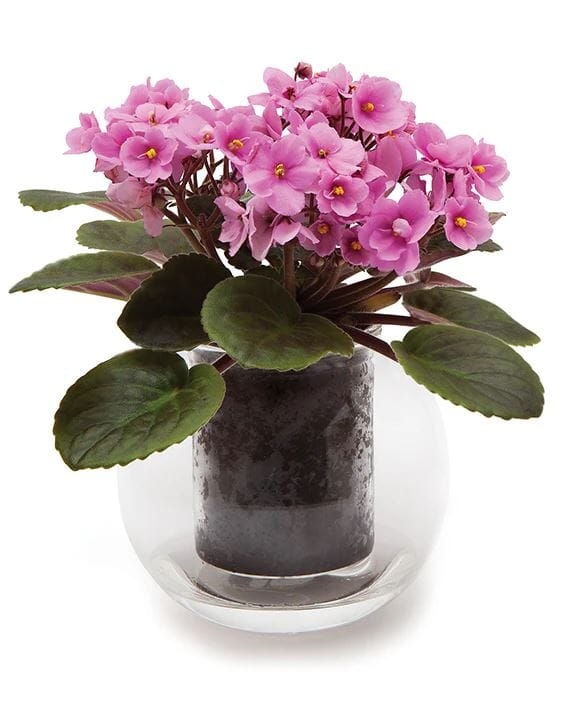 Cup O Flora Medium Self-watering Pot Vases & Planters The Cooks Kitchen 