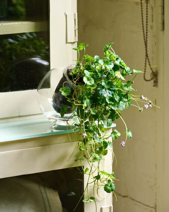 Cup O Flora Medium Tilt Self-watering Pot