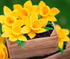 Katy Sue Silicone Mould Daffodils