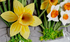 Katy Sue Silicone Mould Daffodils