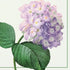 Paw Lunch Napkins 33cm Vintage Hydrangea