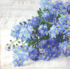 Paw Lunch Napkins 33cm Forget Me Not