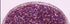Rolkem Crystals Raspberry Dust Glitter The Cooks Kitchen Mandurah 