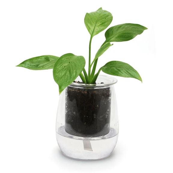 Cup O Flora Mini Self-watering Glass Pot