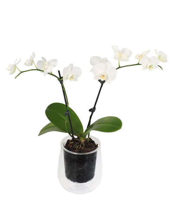 Cup O Flora Large Self-watering Pot