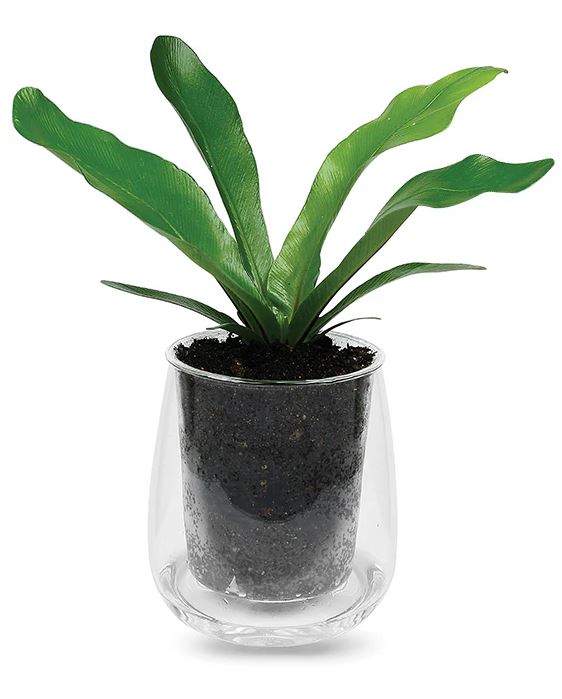 Cup O Flora Large Self-watering Pot