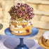 Torte Cake Stand 29x18cm Storm Cake Plates & Stands The Cooks Kitchen 
