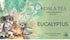 Eucalyptus Koala Design - 20 Organic Tea Bags Tea Bags/ Loose Leaf Tea The Cooks Kitchen 