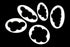 Cake Craft - Cloud Cutter Set 5pc Cookie Cutters The Cooks Kitchen 