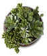 Rogue Succulent Mix - Scarlett Bowl 27cm Artificial Plants The Cooks Kitchen 