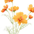 Rogue Cosmos Flower Spray - Orange 62x15x18cm