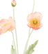 Rogue Poppy Spray  - Coral 60x8x12cm