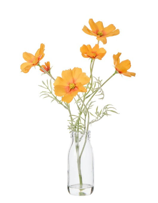 Rogue Cosmos In Milk Bottle Orange