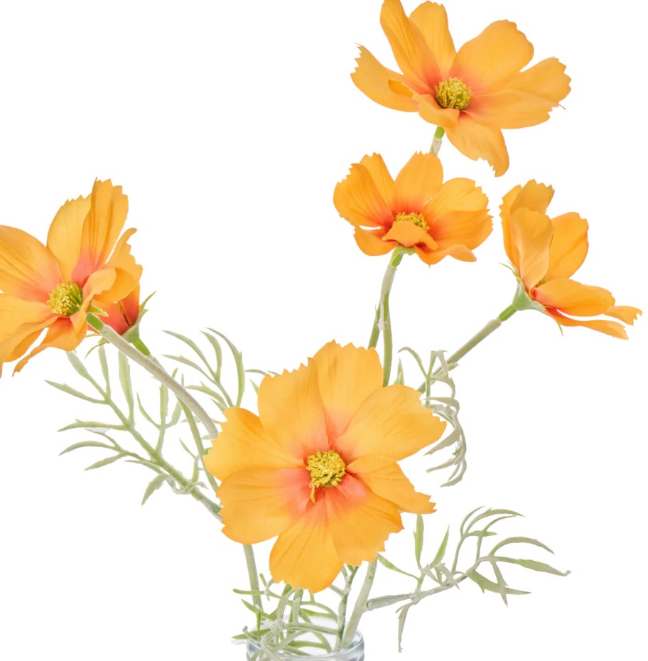 Rogue Cosmos In Milk Bottle Orange