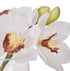 Rogue Cymbidium-glass Vase White