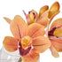 Rogue Cymbidium-glass Vase Orange