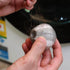 White Magic Lint & Hair Removing Laundry Balls Cleaning Equipment The Cooks Kitchen 